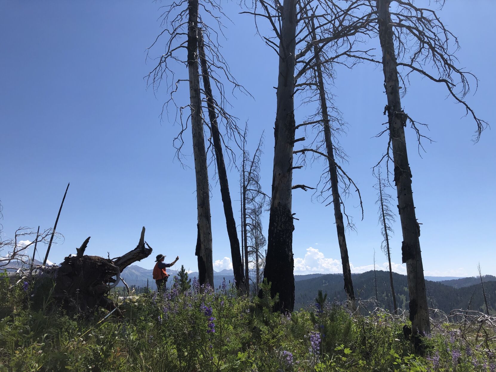 Post-fire recovery #3
